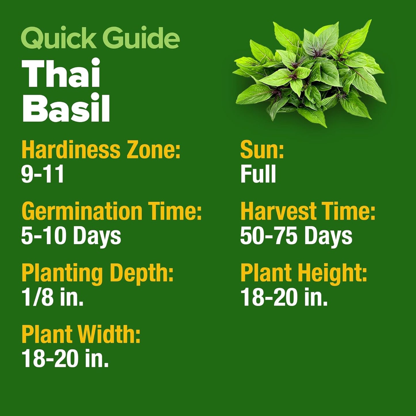 HOME GROWN Thai Basil Seeds Pack - 876 High Germination π‘π’π‘-ππ π’ π¨π¦π Heirloom Herb Seeds for Planting,Ideal for Growing Fresh Basil Planting Indoor or Outdoor(Ocimum basilicum var.thyrsiflora)