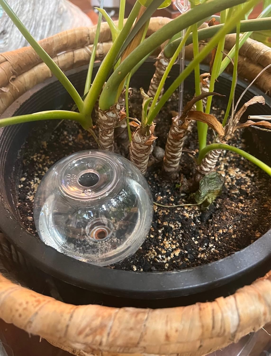 Blumat Clear Globe 3-Pack