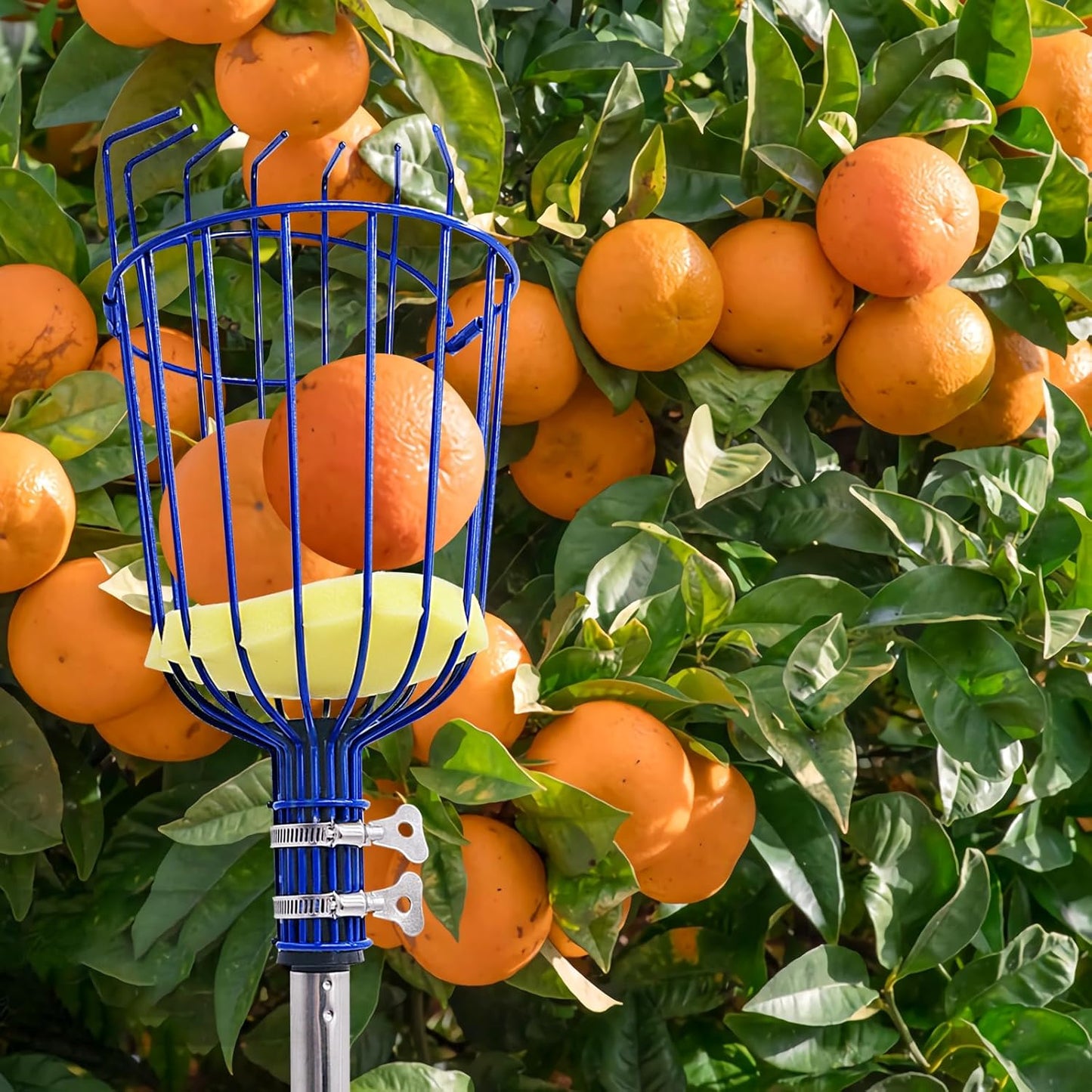 Steel Adjustable Splicing Fruit Picker Pole with Basket, 35-129 Inch Grabber Reacher Tool for Orange Lemon Apple Guava Mango Avocado Pear Tree Harvesting