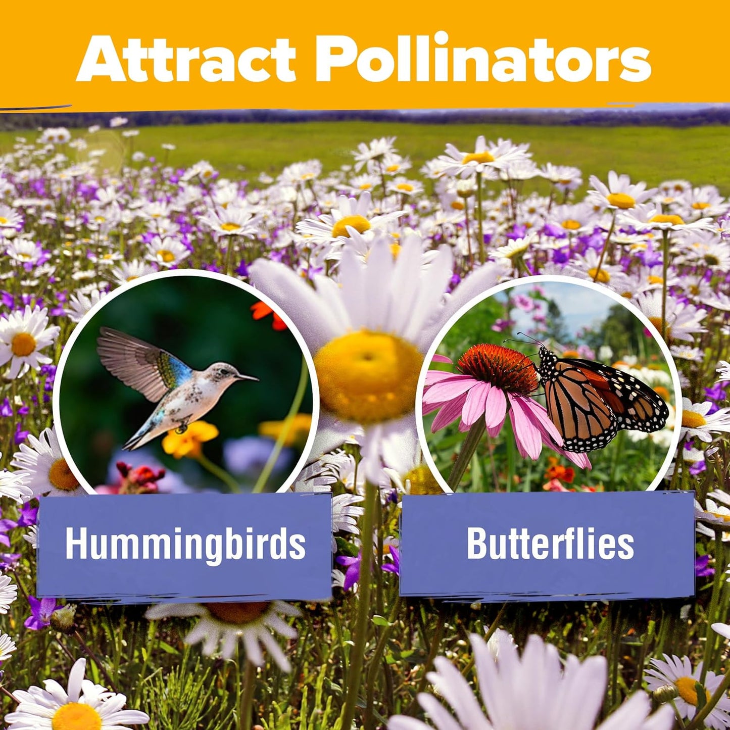 HOME GROWN π¨π¦π π£π₯ππ ππ¨π Wildflower Seeds - 44,000 Non GMO USA Perennial Seeds (2oz) 19 Varieties for Butterfly & Pollinator Garden - Wild Flower Seed Mix for Full Sun & Shade