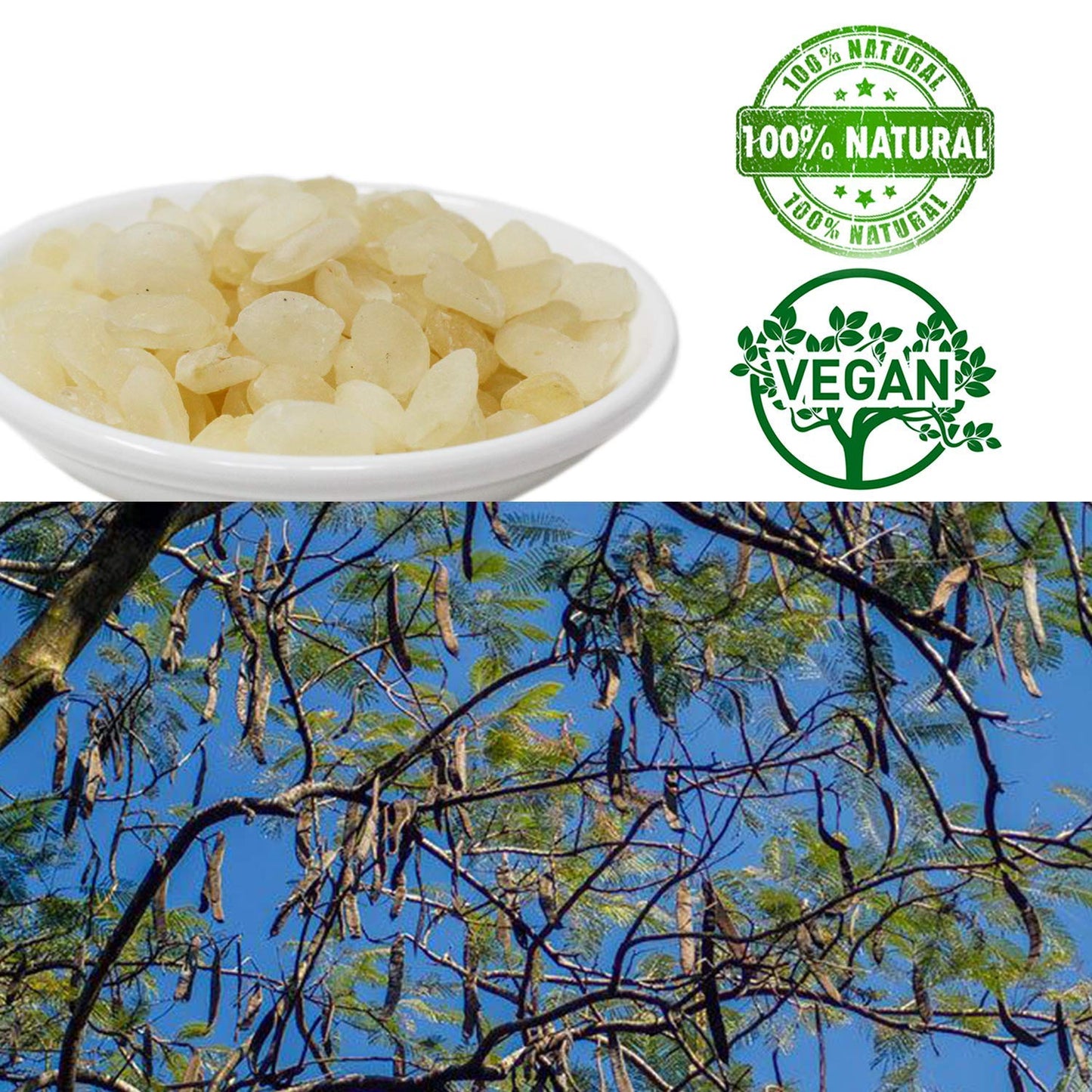 DOL Dried Snow Swallow Natural Malaysia, 100% Natural Snow Lotus Seed Gum Gleditsia Sinensis, Plant Collagen and Low Fat, Good With Peach Gum 清熱潤肺 排毒養顏 AAA級精選 野生雙莢皂角米 雪蓮子 8OZ/Bag