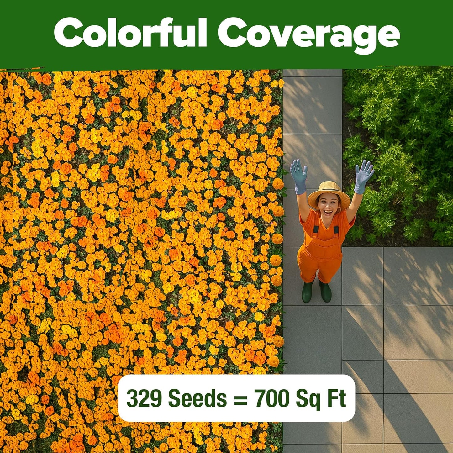 HOME GROWN π¨π¦π π£π₯ππ ππ¨π Petite French Marigold Seeds 329+ Flower Seeds for Planting Outdoors Easy to Grow Companion Plant & Quick Blooming Pollinator Heirloom Wildflower Seed (Tagetes patula)
