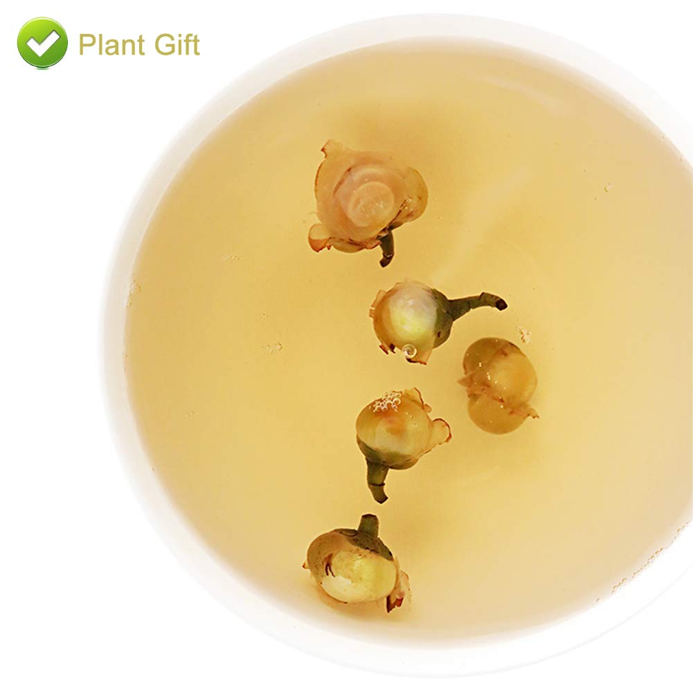 PlantGift Snow Plum Blossom Tea, 60G/2.11oz 雪梅花 Blossom Tea Flower, Chinese Dried Plums, Health Tea