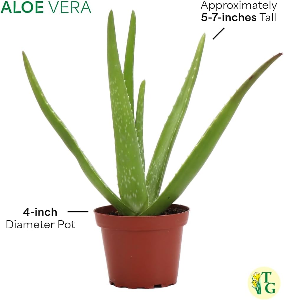 Thorsen's Greenhouse Aloe Vera, Live Indoor Plant, Aloe barbadensis, Easy to Grow, Succulent, Natural Air Purifier, 4" Diameter Pot (Natural)