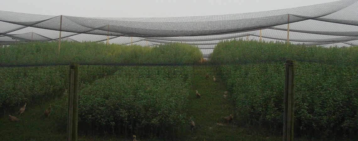 Poultry Netting 1" or 2" Mesh Heavy Knotted Nets Aviary Gamefowl Quail Chicken Bird Block Net Long Lasting Break/Burst 85/245 lb Polyethylene 8-10 Year Lifespan (12.5' X 150', 2)