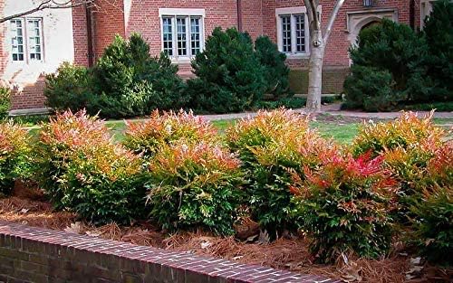 Heavenly Bamboo - Nandina Domestica - 1 Live Gallon Size Plant - Beautiful & Colorful Low Maintenance Foliage