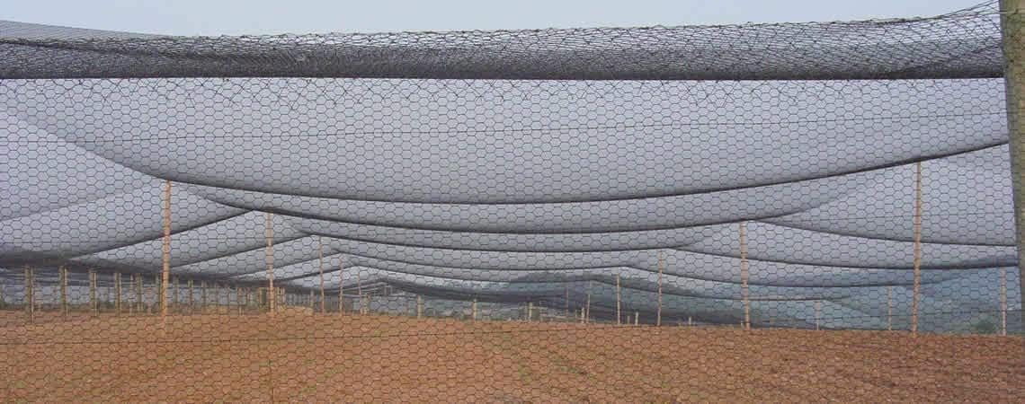 Poultry Netting 1" or 2" Mesh Heavy Knotted Nets Aviary Gamefowl Quail Chicken Bird Block Net Long Lasting Break/Burst 85/245 lb Polyethylene 8-10 Year Lifespan (50' X 150', 1)