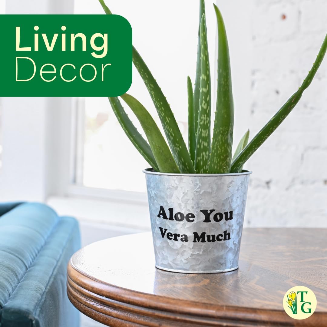 Thorsen's Greenhouse Aloe Vera, Live Indoor Plant, Aloe barbadensis, Easy to Grow, Succulent, Natural Air Purifier, 4" Diameter Pot (White)