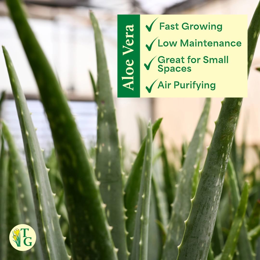 Thorsen's Greenhouse Aloe Vera, Live Indoor Plant, Aloe barbadensis, Easy to Grow, Succulent, Natural Air Purifier, 4" Diameter Pot (Coffee)