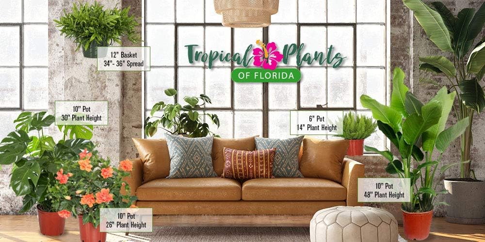 Hibiscus Bush Plant - Pink Flower - Overall Height 26" to 28" - Tropical Plants of Florida (Plant Only)