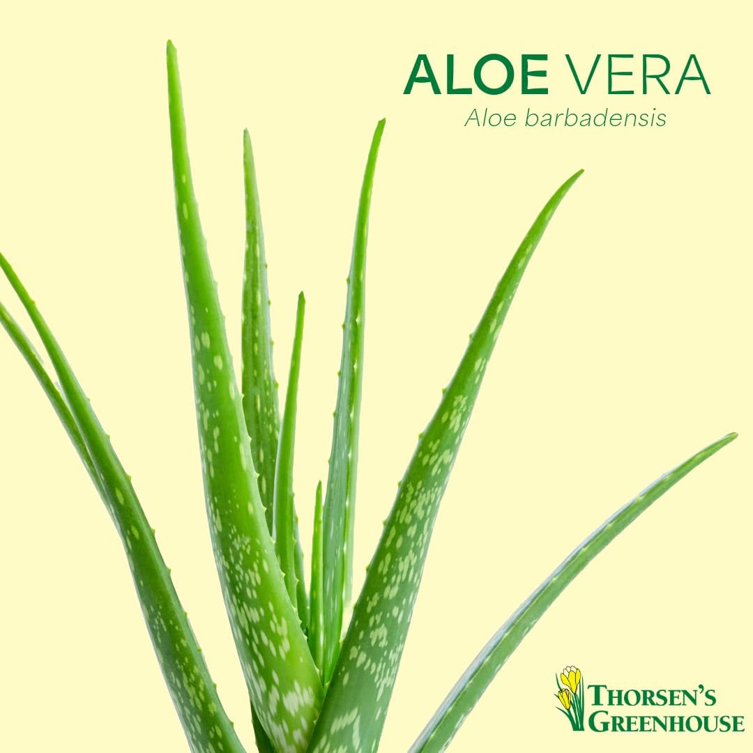 Thorsen's Greenhouse Aloe Vera, Live Indoor Plant, Aloe barbadensis, Easy to Grow, Succulent, Natural Air Purifier, 4" Diameter Pot (Gold)