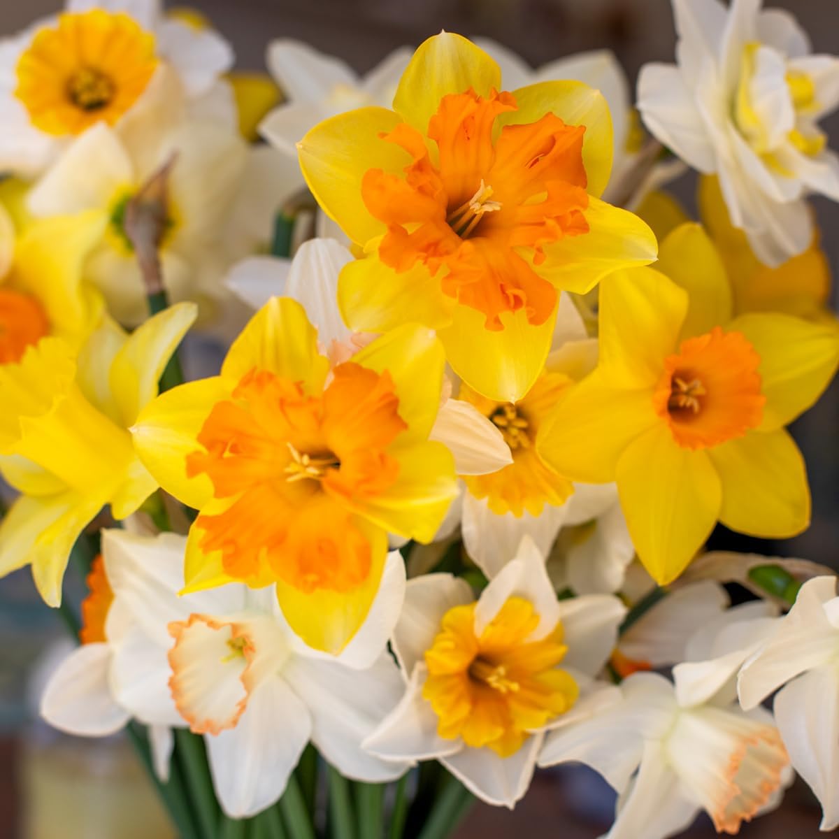 100 Mixed Daffodil Bulbs – Bulk Pack of Spring-Blooming Narcissus – Deer Resistant & Cold Hardy – Easy Fall Planting - Plant in Gardens, Borders & Flowerbeds - Willard & May