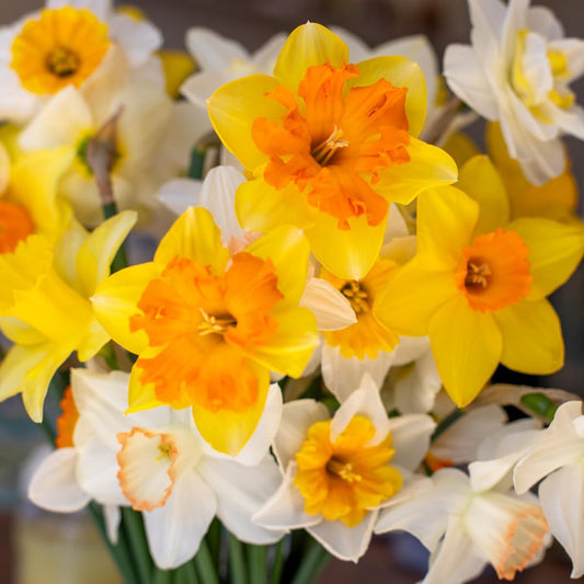 100 Mixed Daffodil Bulbs – Bulk Pack of Spring-Blooming Narcissus – Deer Resistant & Cold Hardy – Easy Fall Planting - Plant in Gardens, Borders & Flowerbeds - Willard & May