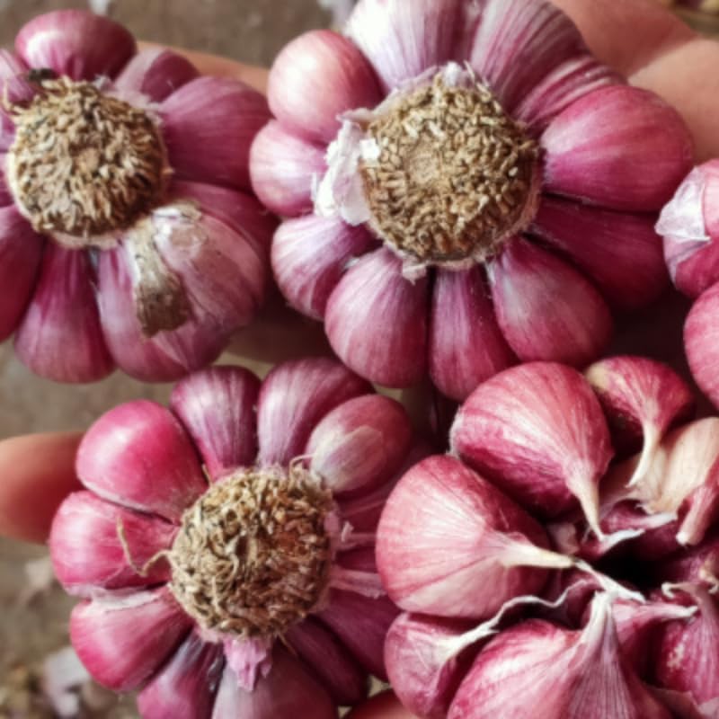 1 Pound Garlic for Planting in Fall Hardneck, 8 Chesnok Red Garlic Bulbs for Planting, Fresh and High Yield Bulb Variety Pack, Hardy and Fast Growing