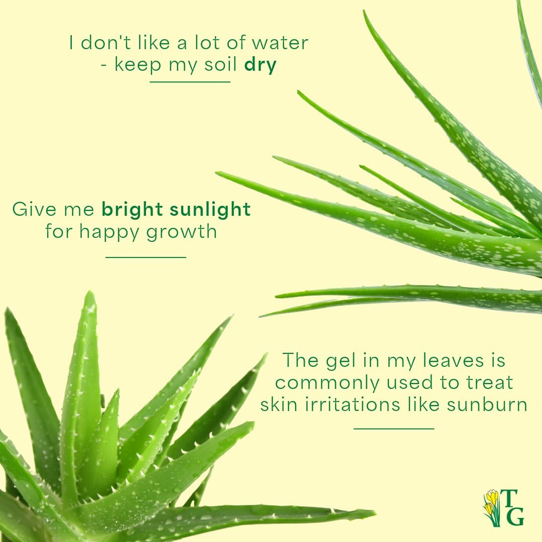 Thorsen's Greenhouse Aloe Vera, Live Indoor Plant, Aloe barbadensis, Easy to Grow, Succulent, Natural Air Purifier, 4" Diameter Pot (Brushed Silver)