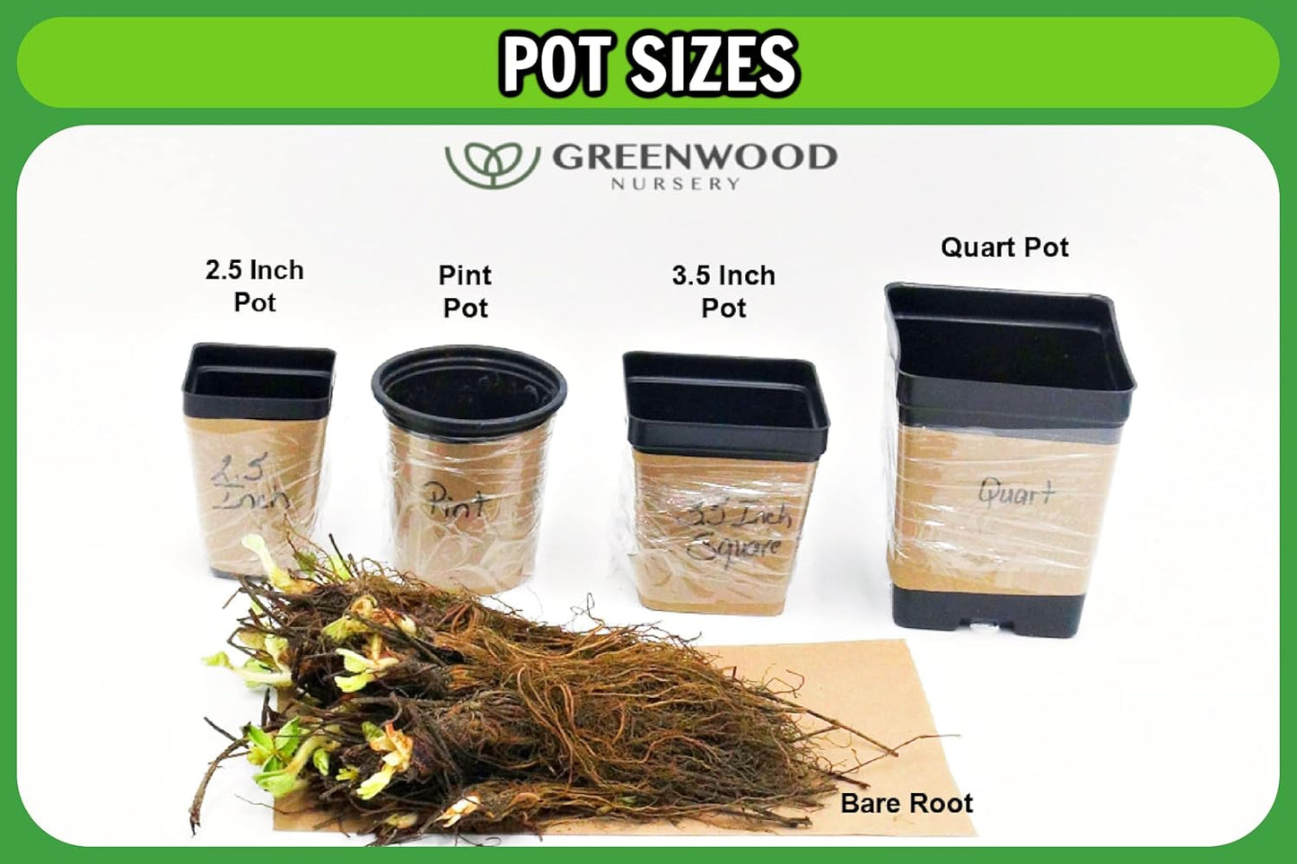 Greenwood Nursery: Live Perennial Plants - Provence Lavender + Lavandula x Intermedia - [Qty: 2X Pint Pots] - (Click for Other Available Plants/Quantities)