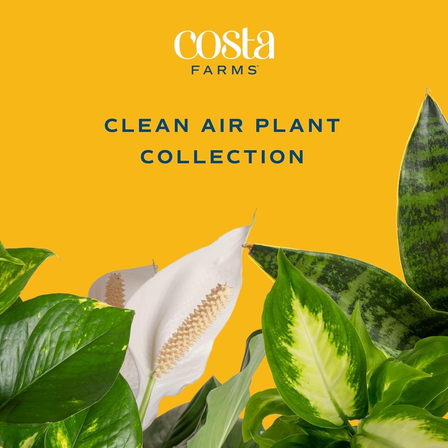 Costa Farms Live Plants (Pack of 4), Easy to Grow Live Indoor Houseplants in 3.8-Inch Plant Pots, Hand-Selected Varieties, Home and Room Decor, 8-10 Inches Tall