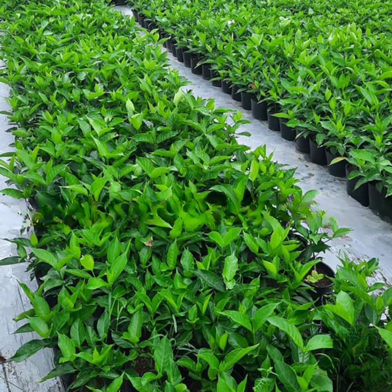 2 Green Confederate Star Jasmine Plants Live, Climbing Jasmine Indoor Outdoor Live, Fragrant, 5-9" in Tall, No Pot, Hardy and Fast-Growing