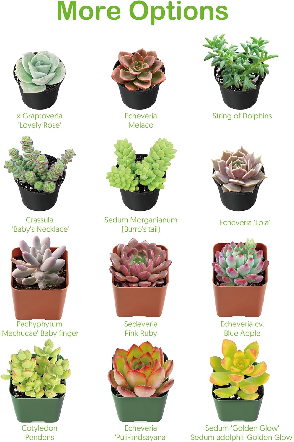 Live Succulent Echeveria 'Mexican pulidonis', Approx 2-inch Large, Potted Succulents, Fully Rooted, Easy Care House Plants