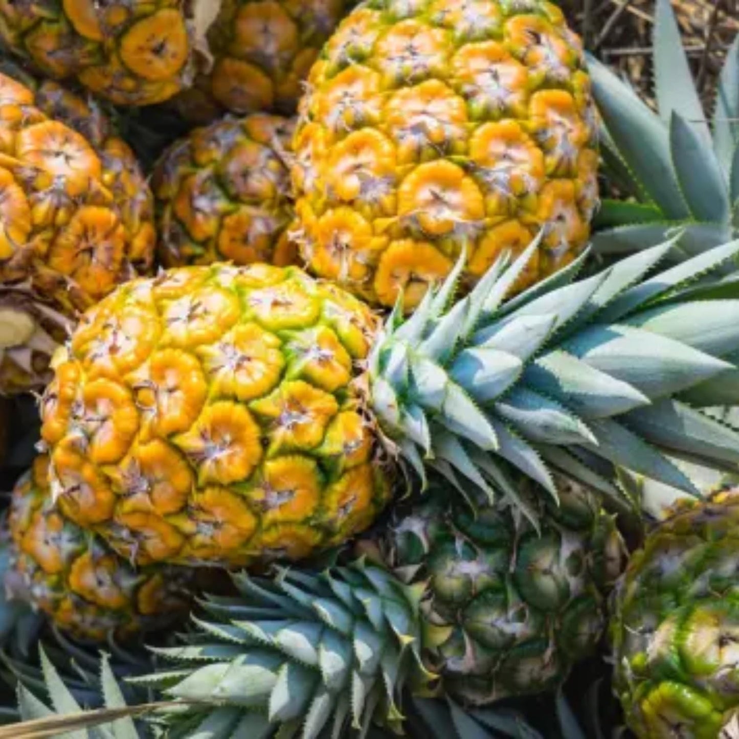 2 Elite Gold Pineapple Plants Live, 5-9 Inc Tall, Pineapple Fruit Trees Live Plants, Pineapple Seedlings