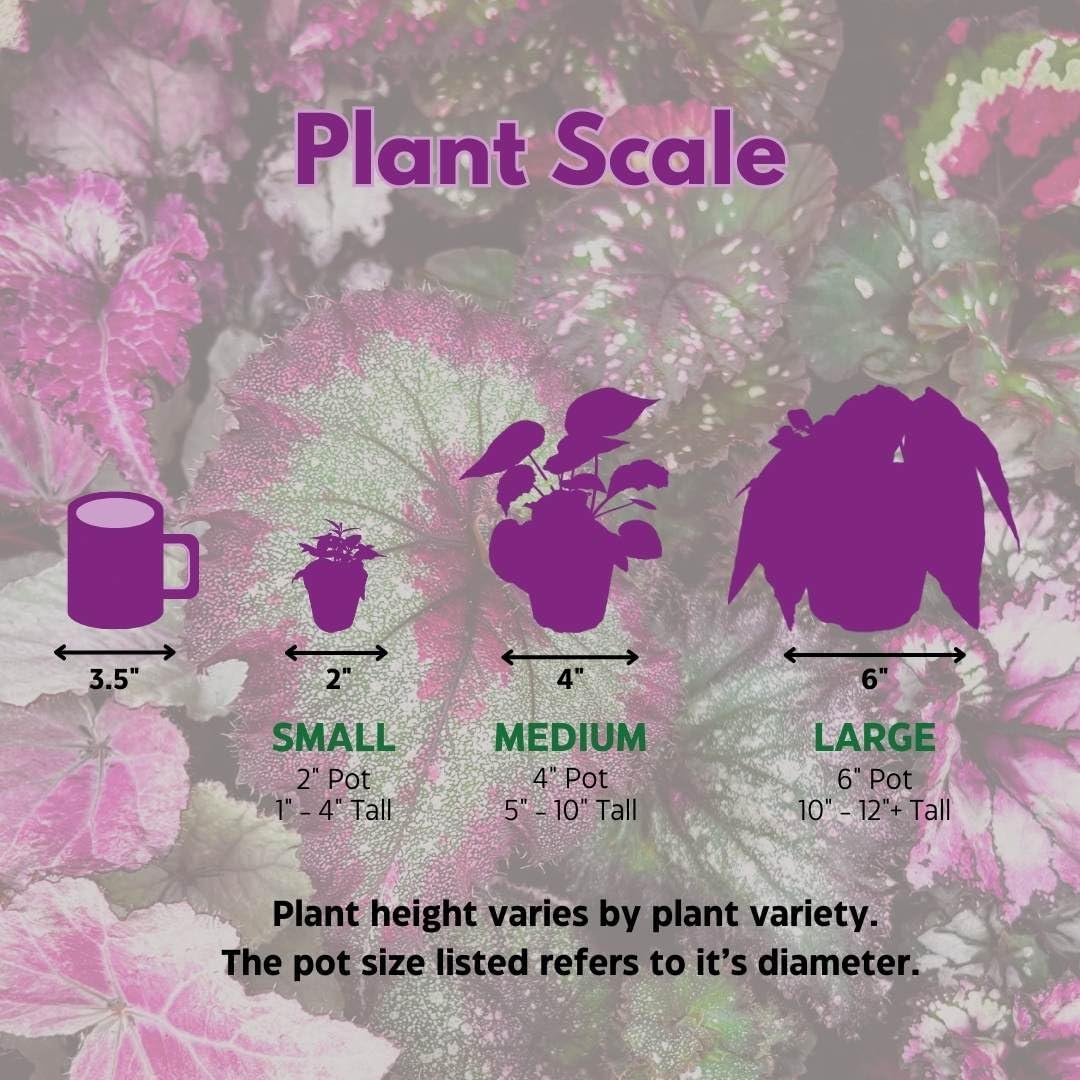 Harmony's Flame Violets Colorful Episcia Grower's Choice Mix 4 inch Set of 5 Rare Variegated and Collector's Varieties