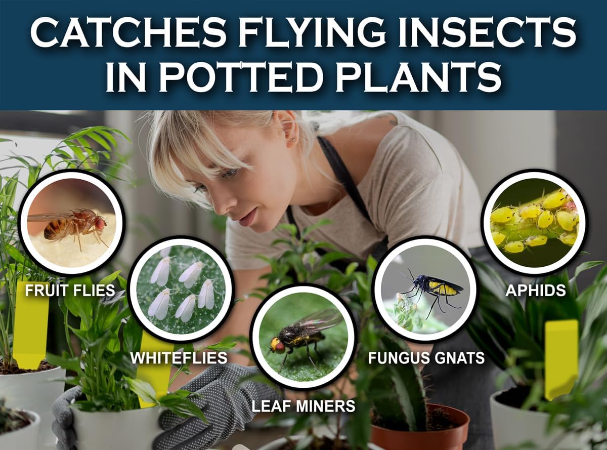 MAXGUARD (30 Pack) Yellow Stake Sticky Insect/Bug Traps - Catch and Kill Fungus Gnats, Whiteflies, Mosquitos, Aphids, Leaf Miners, Flying Insect Catcher Glue Trappers for Indoor or Outdoor