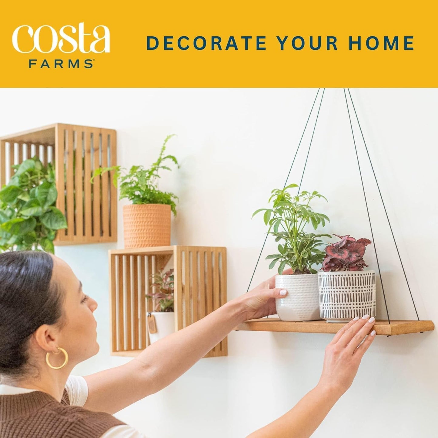 Costa Farms Live Plants (Pack of 4), Easy to Grow Live Indoor Houseplants in 3.8-Inch Plant Pots, Hand-Selected Varieties, Home and Room Decor, 8-10 Inches Tall