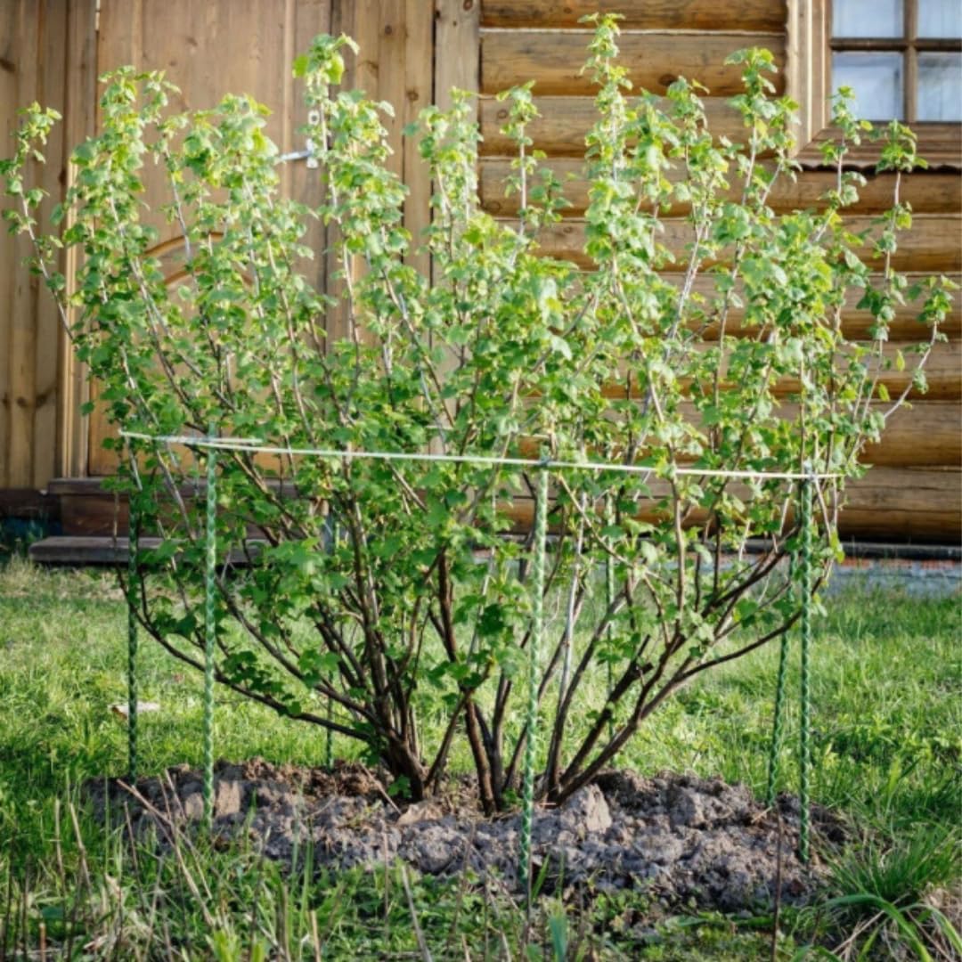 Fiberglass Eco Friendly Garden Stakes (Choose Height/Quantity) – Durable, Lightweight, Tomato, Tree, Strawberry, Plant, Support Fencing Stakes with Patterned Surface 5/16" (50, 3)