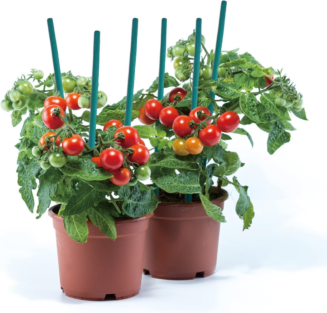 Green Bamboo Sticks Plant Stakes, Plant Support Sticks for Indoor Plants, GAGINANG Sturdy Bamboo Stakes, Floral Plant Support for Indoor and Outdoor Plants 25 Pack（15 Inches）