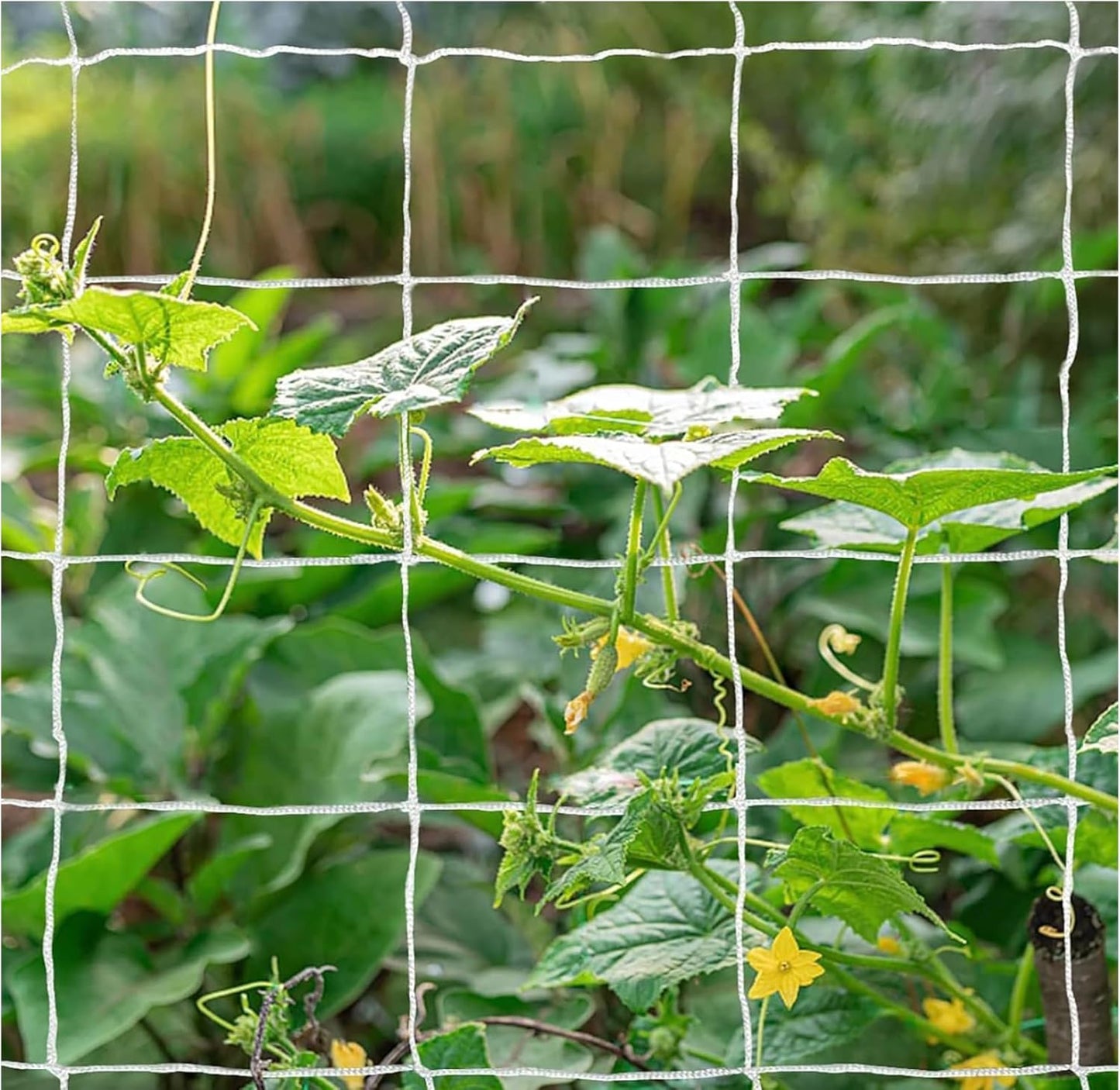 OLDMACDONALD Heavy-Duty Polyester Garden Trellis Netting Plant Climbing Net for Growing Vines Plants Vegetables Fruits Flowers, 5-Feet by 15-Feet (60" x15' / 1.52m x 4.5m) (mesh 6"x6" / 15cm x 15cm)