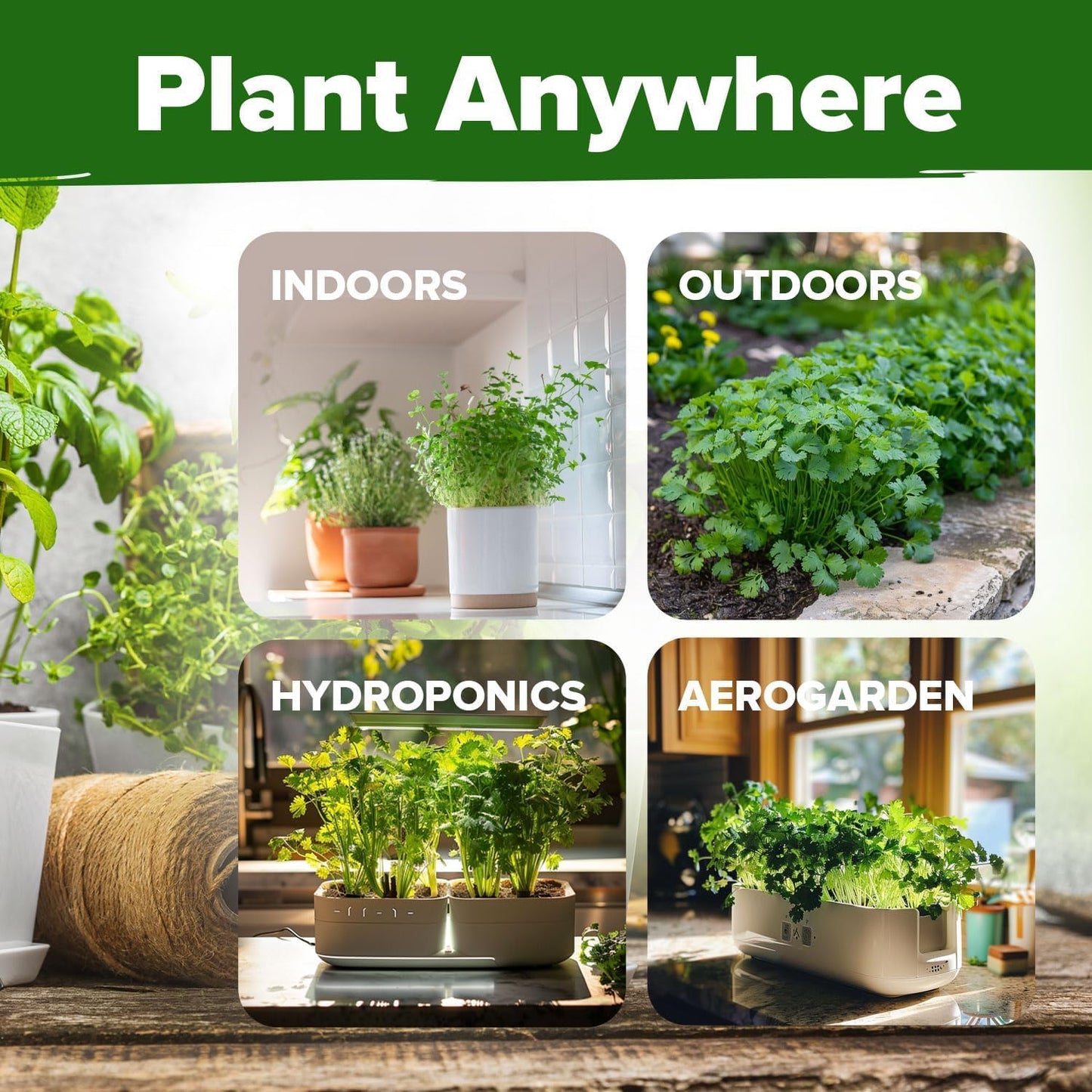 HOME GROWN 𝗨𝗦𝗔 𝗣𝗥𝗘𝗠𝗜𝗨𝗠 500+ Cilantro Seeds for Planting Indoors or Outdoors - Heirloom 𝗡𝗢𝗡-𝗚𝗠𝗢 Coriander Seeds, Grow Your Own Cilantro Plant - Culinary Herb Seeds for Your Herb Garden