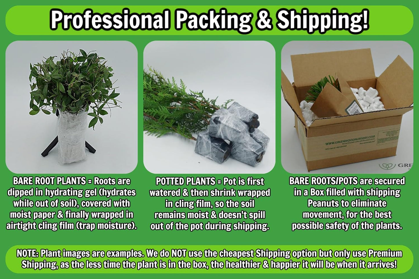 Greenwood Nursery: Live Perennial Plants - Phenomenal Lavender + Lavandula x Intermedia - [Qty: 2X Pint Pots] - (Click for Other Available Plants/Quantities)