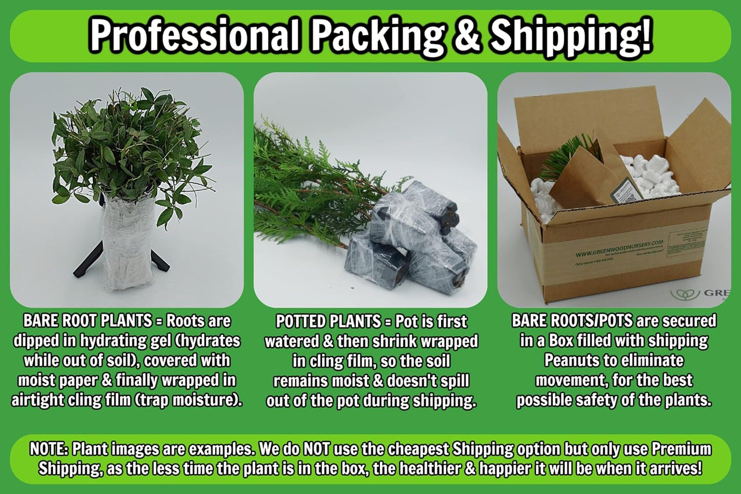 Greenwood Nursery: Live Perennial Plants - Royal Fern + Osmunda Regalis - [Qty: 10x 3.5 Pots] - (Click for Other Available Plants/Quantities)