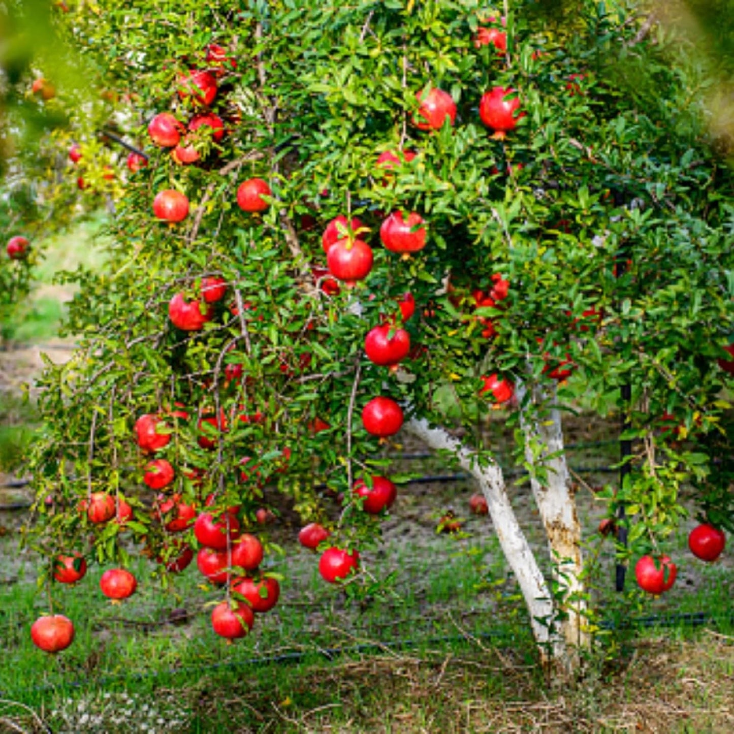 Live Pomegranate 'Wonderful' Plants (Punica Granatum 'Wonderful') - Fruit-Bearing, Drought-Tolerant, Easy to Grow (2 stevia sacs)