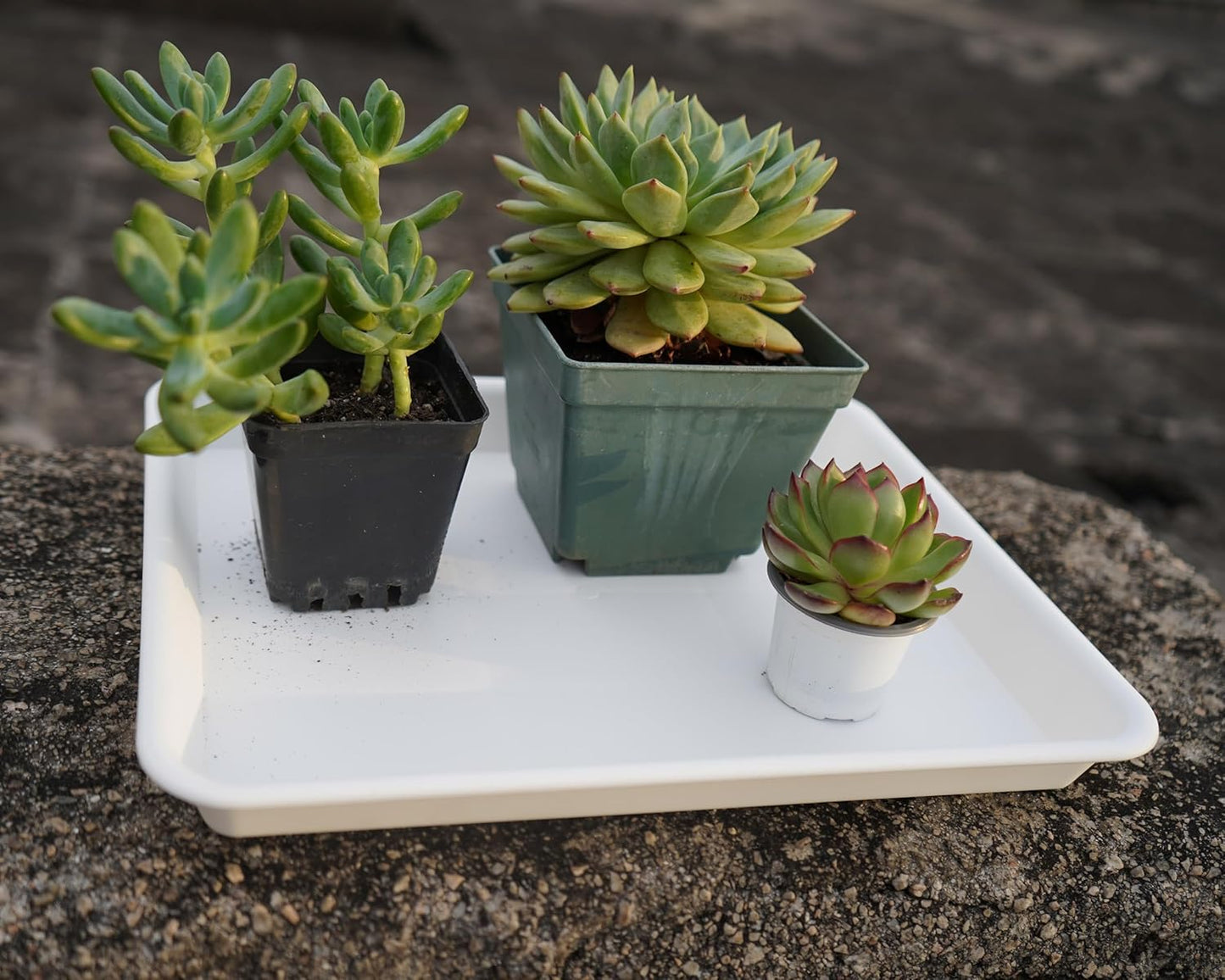 Plant Growing Trays 4 Pack, Plant Tray, 14.5"x11", Heavy Sturdy Plastic Plant Saucer Seed Trays, Seedling Starter Tray, Plant Drip Trays for Indoors, Seed Starter Growing Tray (Creamy White)