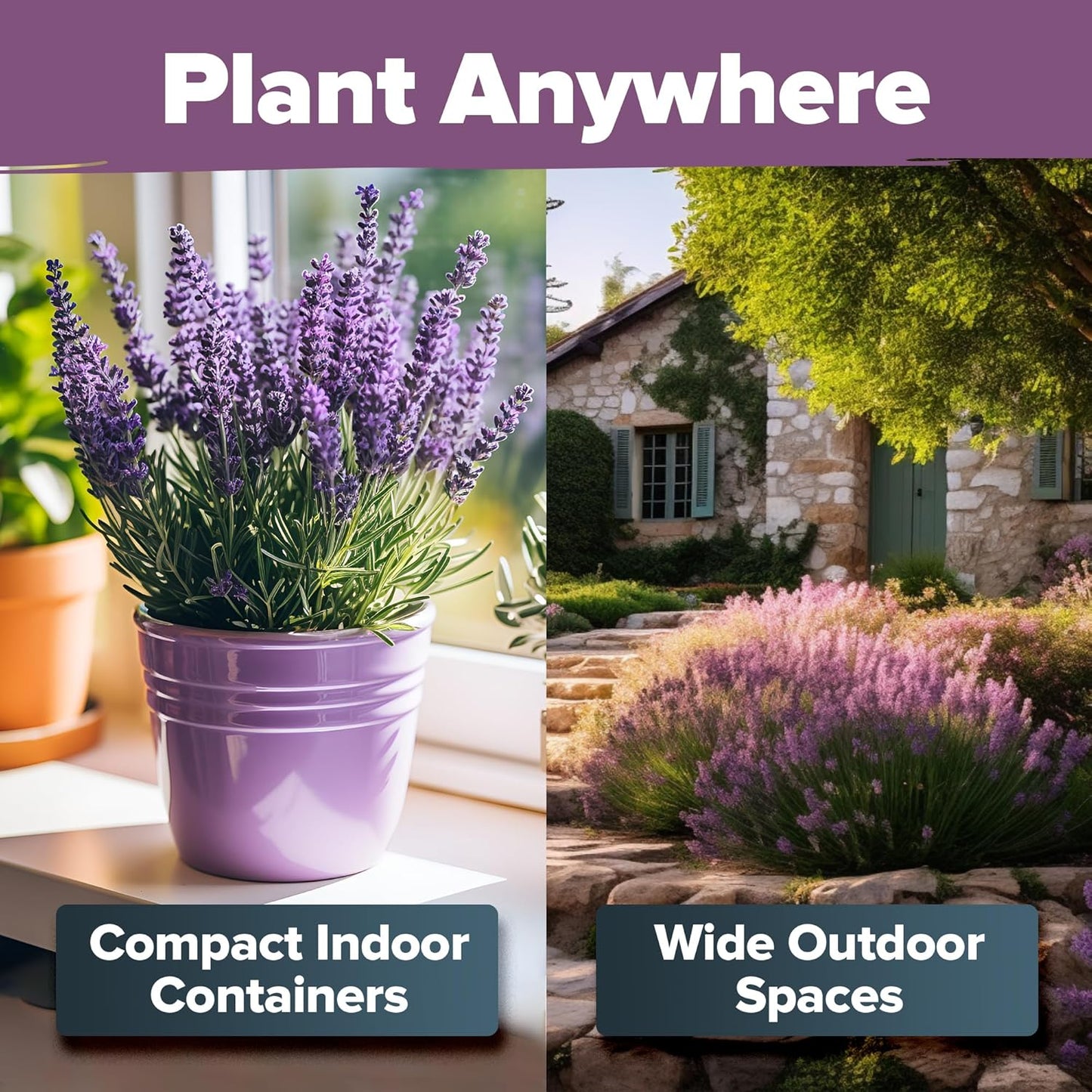 HOME GROWN 𝗨𝗦𝗔 𝗣𝗥𝗘𝗠𝗜𝗨𝗠 English Lavender Seeds 2 Pack 3000 𝗡𝗢𝗡-𝗚𝗠𝗢 Wildflower Seed, for Planting Indoor Outdoor High Germination Flower Seeds (Lavandula antustifolia)