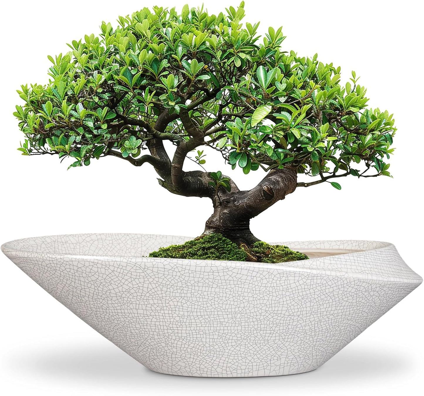 Bonsai Pots - 18 Inch Ceramic Plant Pot for Bonsai Tree, Modern Indoor & Outdoor Succulent Planter with Drainage, Room Decor, Gifts for Plant Lovers, White-Black