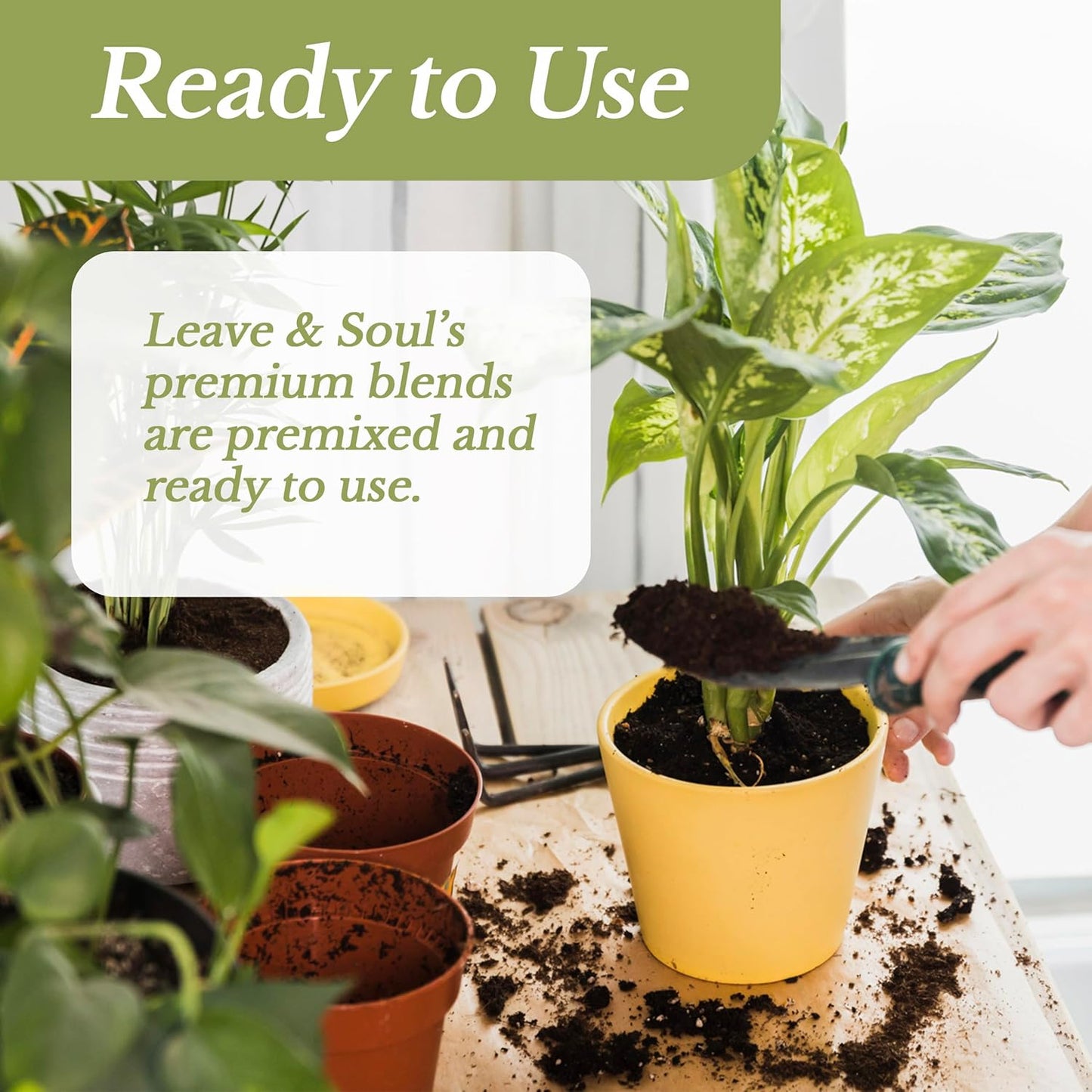 Professional Money Tree Soil | Large 2.2 Quarts Ready to Use for Money Tree Plants | Peat Moss, Coco Coir, Perlite, Dolomite | Made in USA