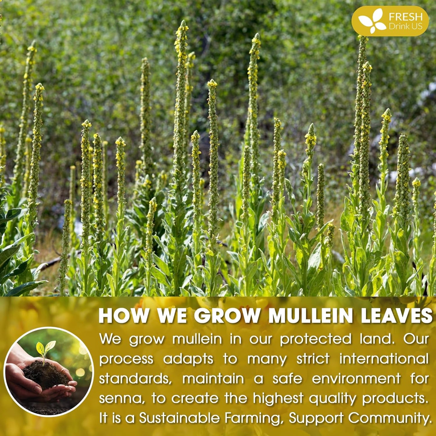 FreshDrinkUS, Premium 10 Mullein Leaf Tea Bags For Lungs, 100% Natural & Pure from Mullein Leaves. Loose Leaf Mullein Herbal Tea. Made with Natural Material Tea Bags. No Sugar, No Caffeine, No Gluten, Vegan.