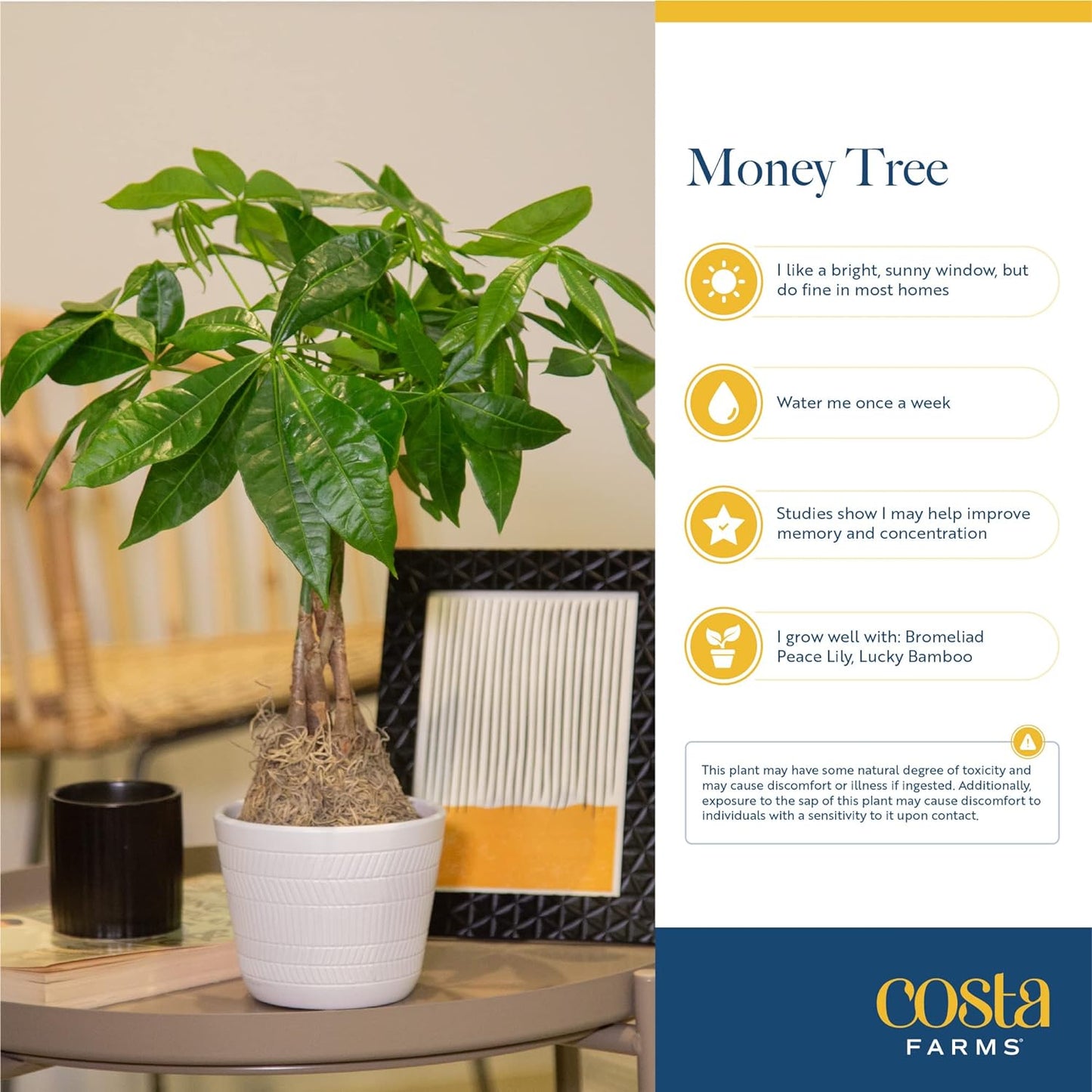 Costa Farms Money Tree Live Plant | 8-10 Inches Tall | Easy to Grow Indoor Houseplant in 2.5 Inch Plant Pot | Live Bonsai Home, Office, or Room Decor | Garden, Birthday, and Housewarming Gift