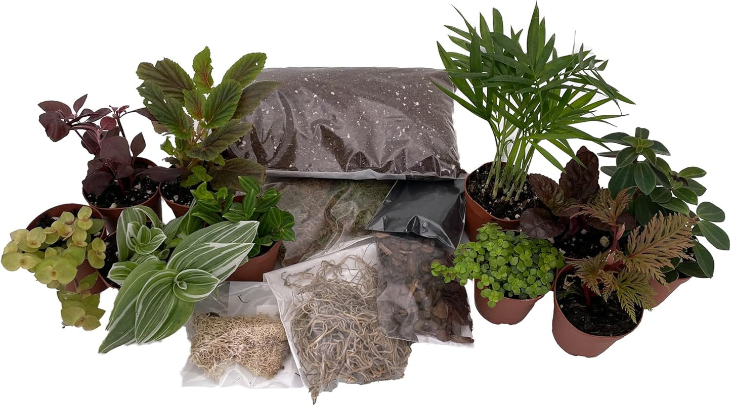 Hirt's Terrarium Kit with 10 Terrarium Plants in 2" Pots