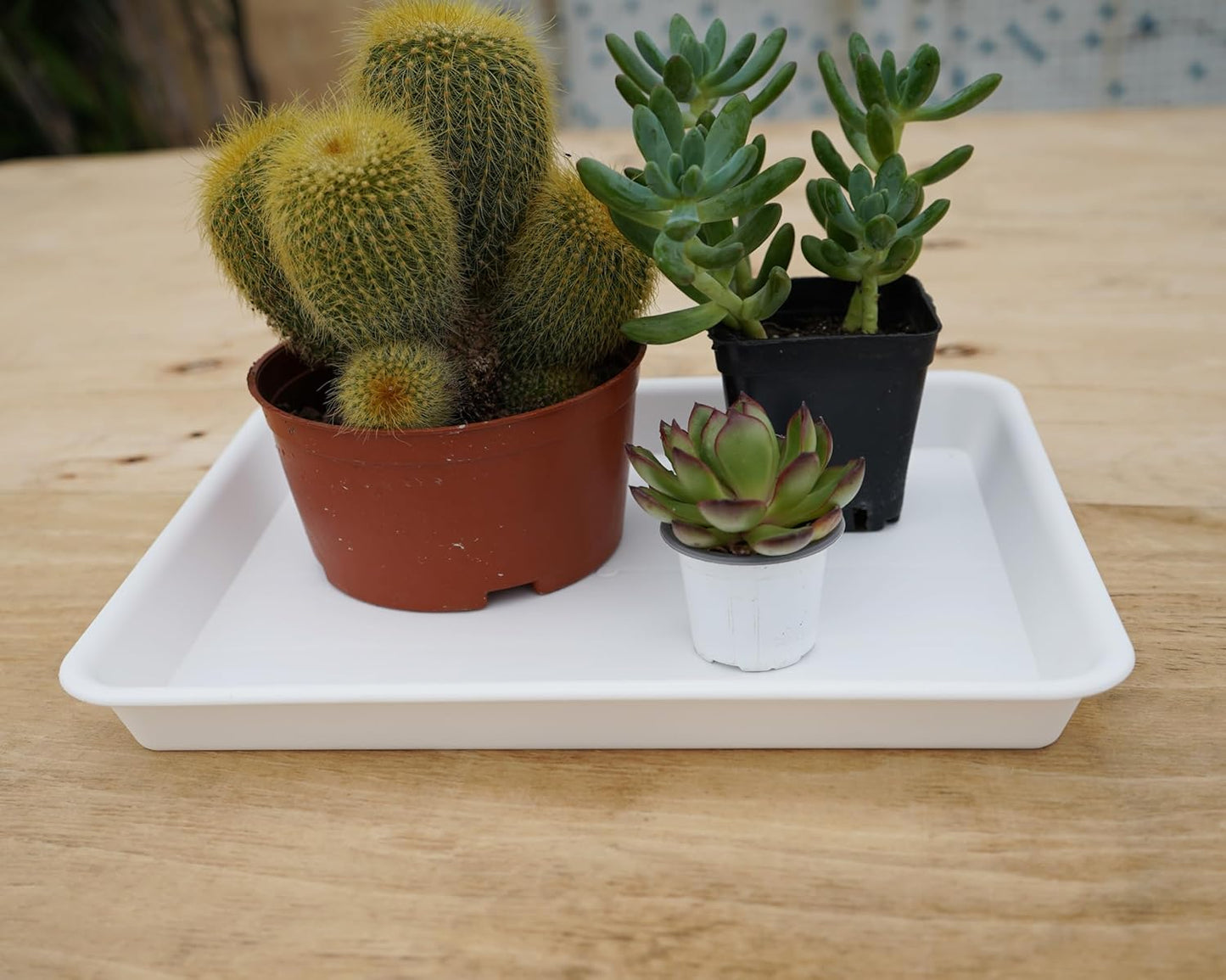 Plant Saucer Growing Tray, Seed Starter Tray Rectangular, Heavy Sturdy Plastic Plant Saucers Drainage Trays, Plant Drip Trays for Pots, Seed Starter Growing Tray (11 x 9 inch, 1 Pack)