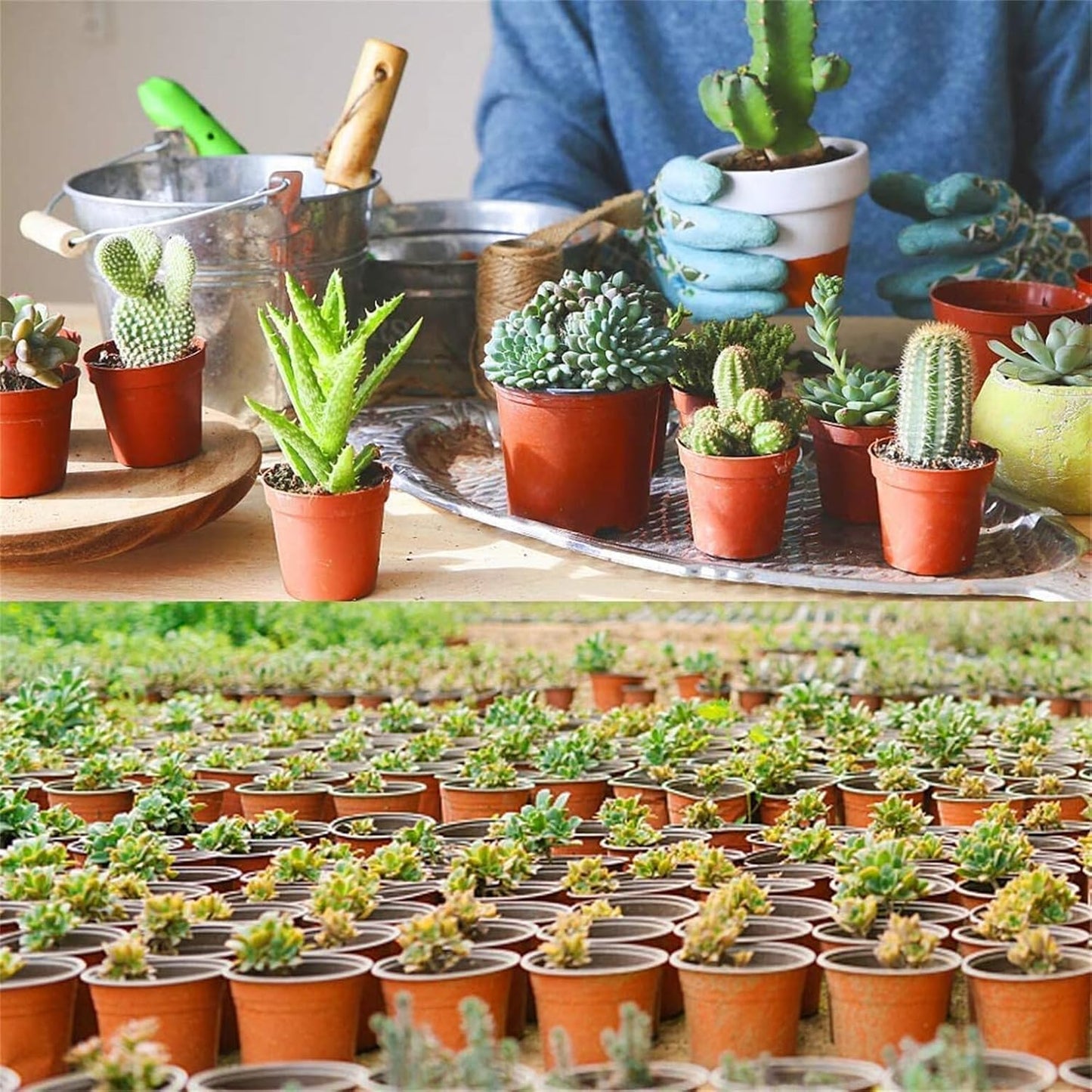 100 PCS 6 Inches Plastic Plant Nursery Pots, Reusable Plastic Pots for Succulents, Seedlings, Cuttings, Transplanting,Seedlingswith Drainage Holes