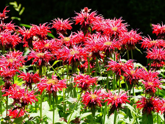 Greenwood Nursery: Live Perennial Plants - Bee Balm Jacob Cline + Monarda Didyma - [Qty: 3X Pint Pots] - (Click for Other Available Plants/Quantities)