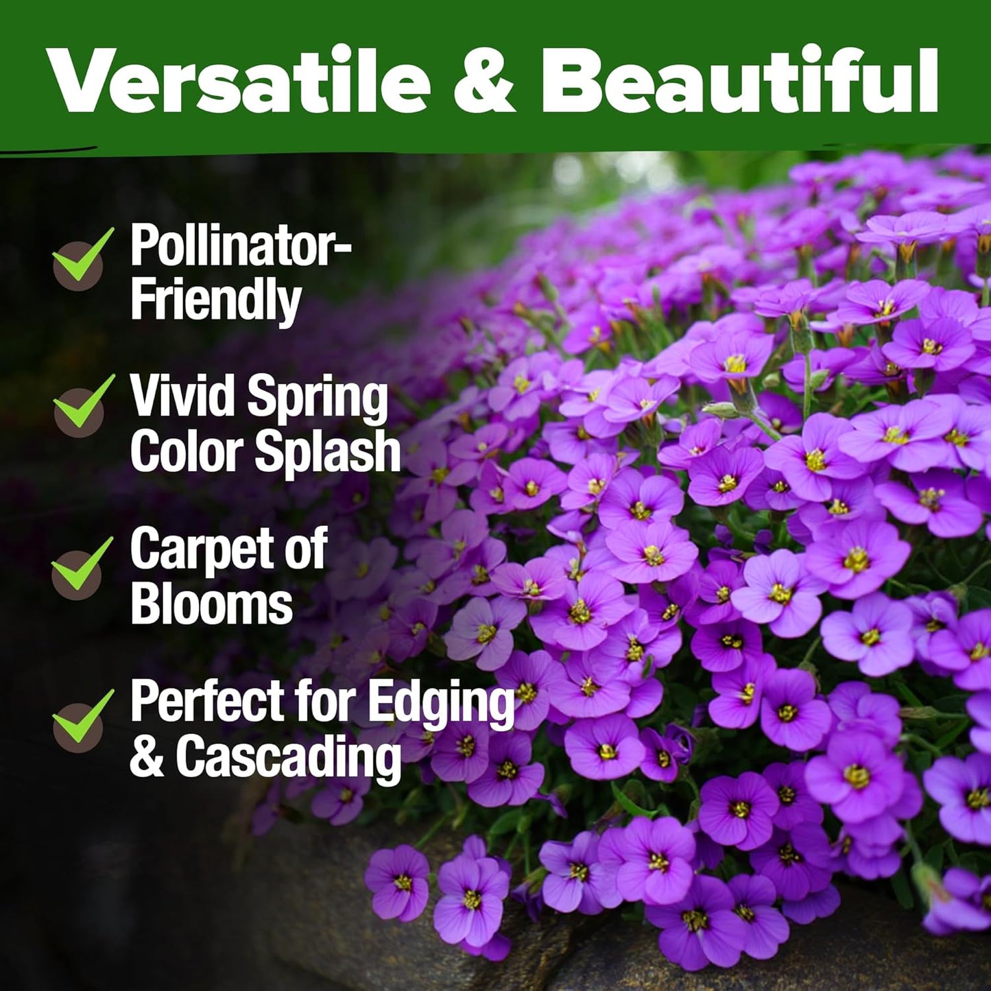 HOME GROWN 𝗨𝗦𝗔 𝗣𝗥𝗘𝗠𝗜𝗨𝗠 Aubrieta Rock Cress Purple, Flowering Ground Cover Seed Pack, Perennial Cress Seeds for Planting Outdoor Lawn Gardens 300 𝗡𝗢𝗡-𝗚𝗠𝗢 Aubrieta deltoidea Flower Seeds