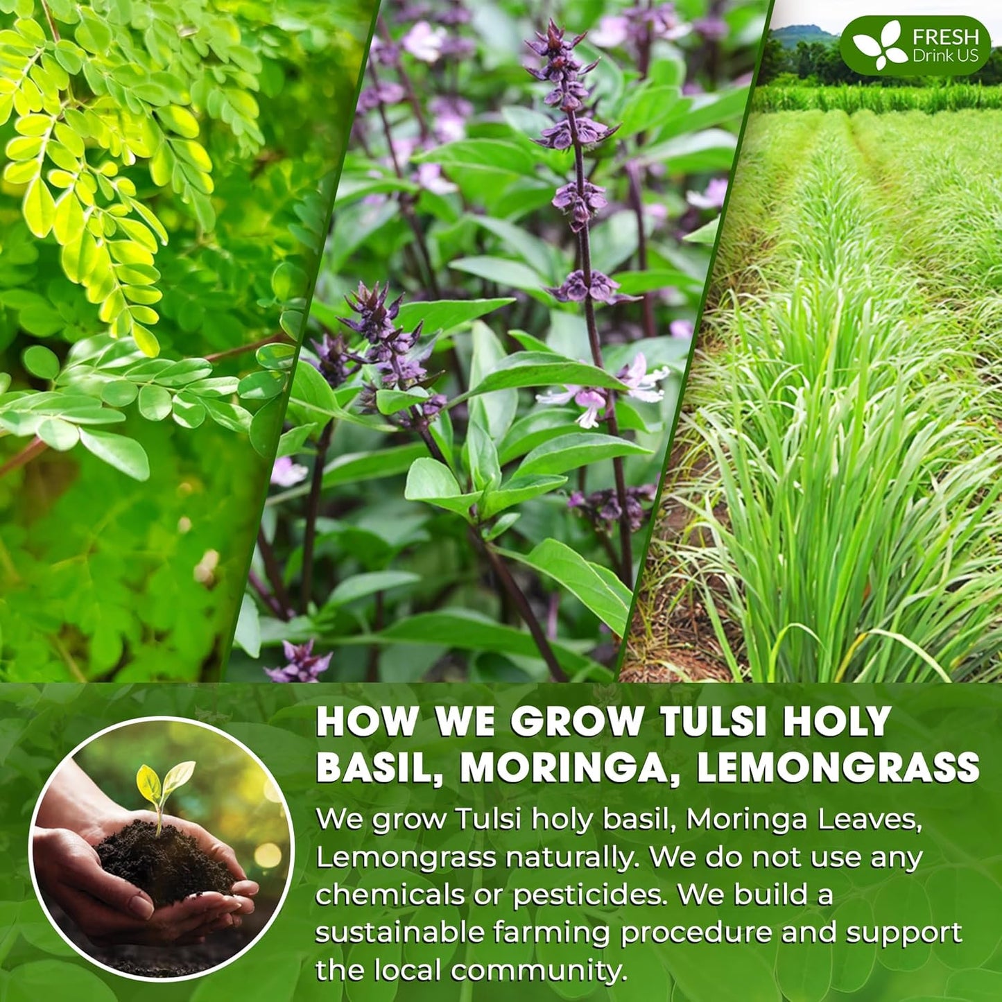 FreshDrinkUS, Premium 75 Tea Bags Tulsi Moringa Lemongrass, 100% Natural & Pure from Tulsi Holy Basil Leaves, Moringa & Lemongrass. Made with Natural Material Tea Bags. No Sugar, No Caffeine, Vegan.