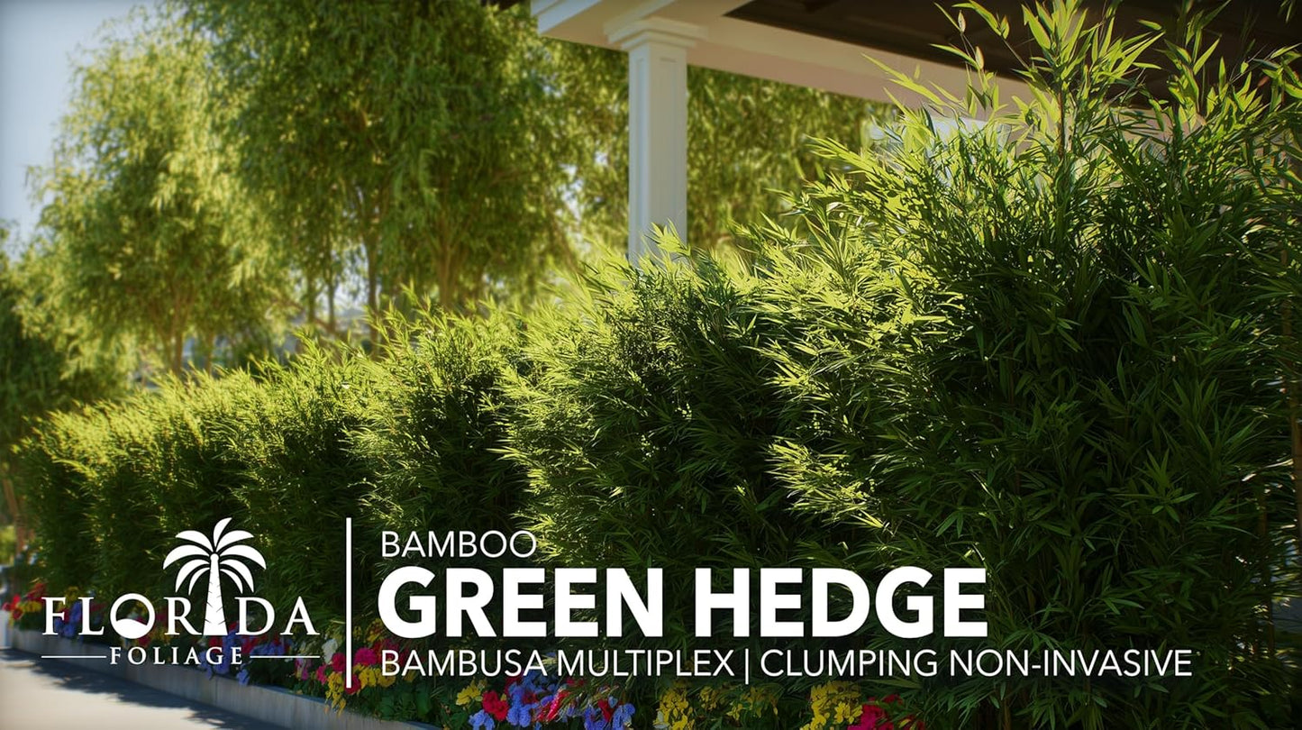 Green Hedge Bamboo | 1 Extra Large 3 Gallon Plant | Bambusa multiplex | Fast Growing Privacy Screen | Clumping Bamboo for Landscapes Gardens Walkways Accent Foundation Beds Decorative Garden