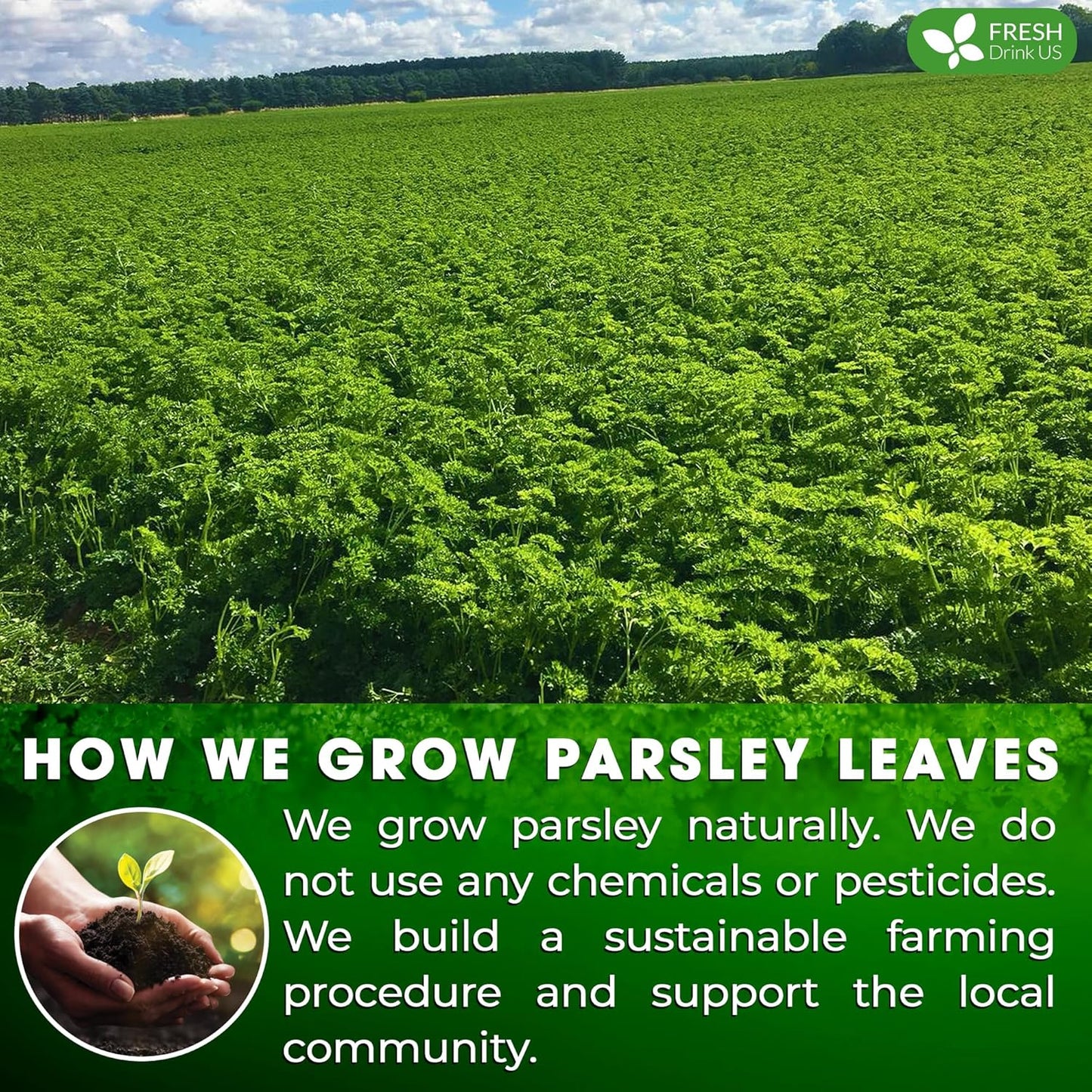FreshDrinkUS, Premium 75 Parsley Leaf Tea Bags, 100% Natural & Pure from Parsley Leaves. Loose Leaf Parsley Herbal Tea. Made with Natural Material Tea Bags. No Sugar, No Caffeine, No Gluten, Vegan.