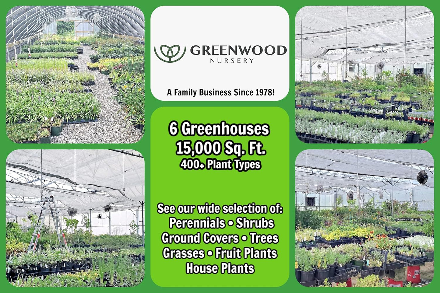 Greenwood Nursery: Live Perennial Plants - Tangerine Beauty Vine + Bignonia Capreolata - [Qty: 10x Pint Pots] - (Click for Other Available Plants/Quantities)