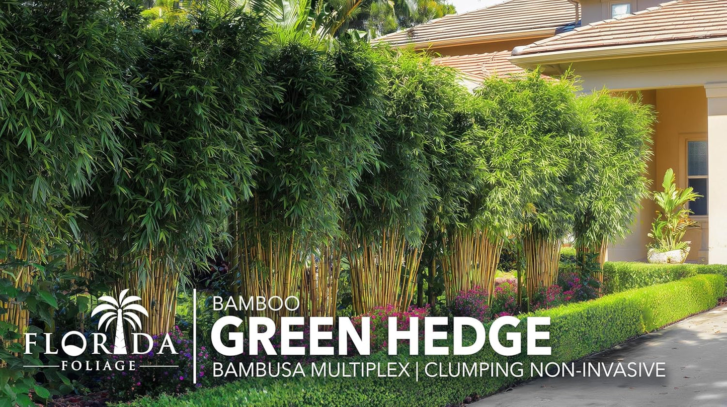 Green Hedge Bamboo | 2 Extra Large 3 Gallon Plants | Bambusa multiplex | Fast Growing Privacy Screen | Clumping Bamboo for Landscapes Gardens Walkways Accent Foundation Beds Decorative Garden
